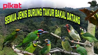 Download lagu BURUNG TAKUR RIBUT #pikat semua jenis burung Takur hutan atau bukit ~ Masteng nex mp3