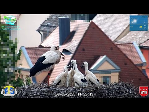 Live aus dem Storchennest in Leutershausen Mittelfranken