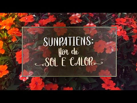 , title : 'A FLOR perfeita pra SOL e CALOR: sunpatiens'