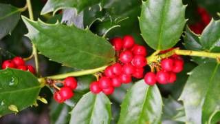 Holly Leaves & Christmas Trees (Cover) Sharon Vieira