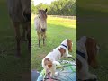 Puppy Talking To Her Horse Horses Dog