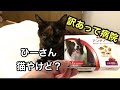 【老猫21歳】口に異変・動物病院・猫口内炎？・猫歯周病？・サビ猫ひーさん