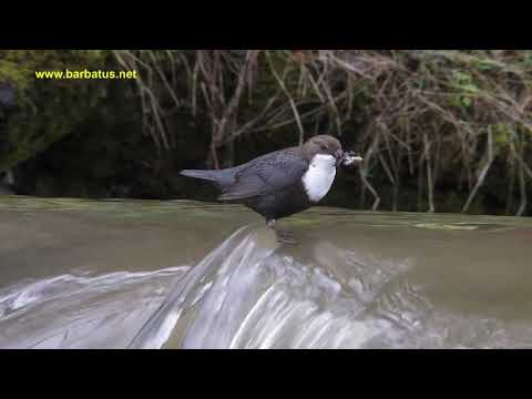 Mirlo acuático ( Cinclus cinclus ) Dipper