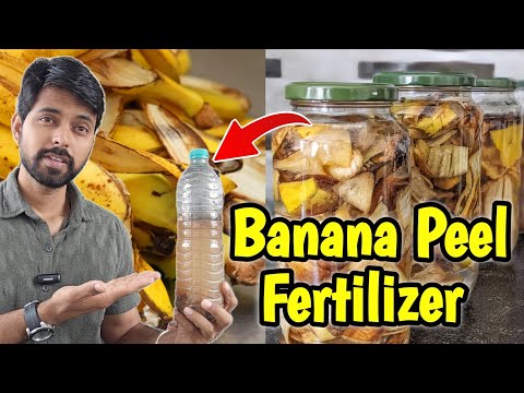 How to make Banana Peel Fertilizer (3 Type), How to make Bio Enzyme fertilizer