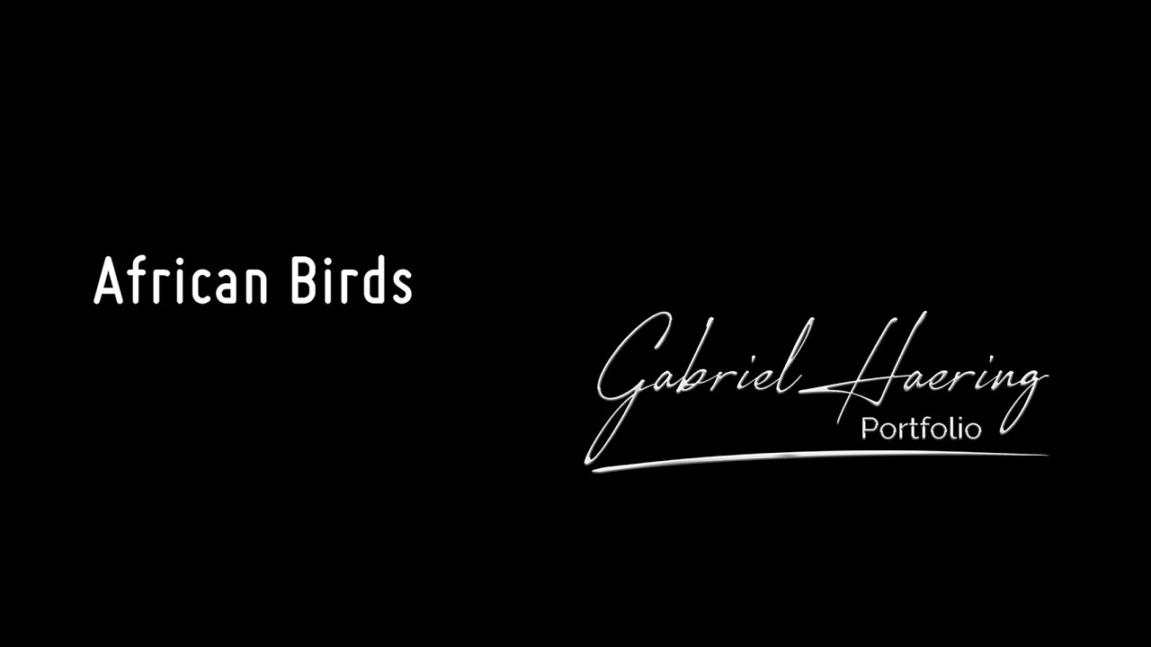 African birds photography slideshow