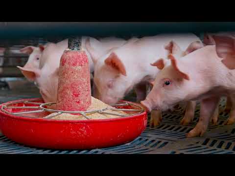 Ohio Pig Farmers Collaborate on Sustainability Efforts