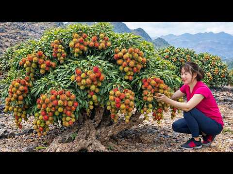 Harvesting Rare Wild Rambutan to Sell | 150 Days From Flowering to Fruiting | Off The Grid
