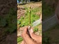 Easy And Simple Way Of Grafting Mango