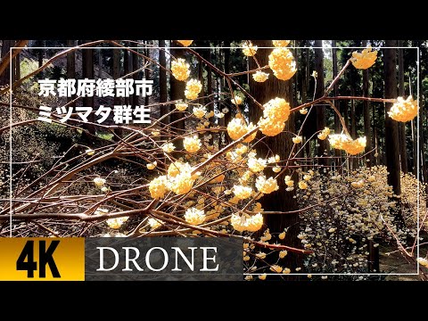 【綾部市老富町在中ミツマタ群生地ドローン空撮】Mitsumata colony In Oitomi-cho, Ayabe City, Kyoto Pref.　DJI MAVIC 2 zoom
