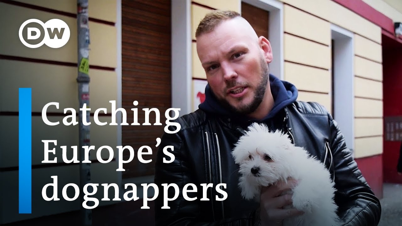 Black market for dogs