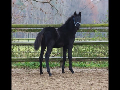 -sold- Quadriga: Black colt 2020 by Fürst Wilhelm for tall dressage rider