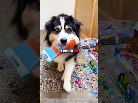This Dog is an Artist🎨