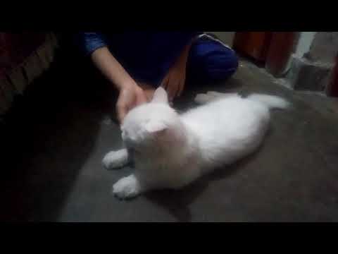 Mano ki masti 🐈 || Armeen's vlog ||