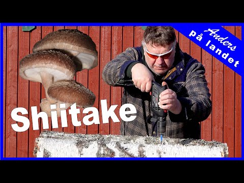 Odla svamp utomhus (på stock) – Shiitake, Ostronskivling och Igelkottstaggsvamp