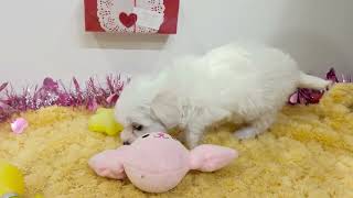 ハーフ犬の動画01