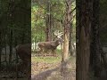 THE BOSS !! #deerhunter #hunting #nature #deerhunting #wildlife #huntingseason