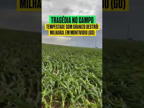 Na região das Pindaíbas, em Montividiu (GO) a força da chuva, vento e granizo deitou o milharal.