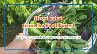 Mixed Salad from the Food Forest - Perennial and Self Seeding Leafy Greens Harvest