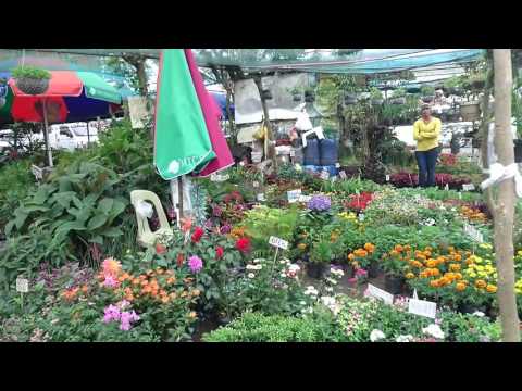 download lagu mp3 mp4 Rose Plant For Sale Philippines, download lagu Rose Plant For Sale Philippines gratis, unduh video klip Rose Plant For Sale Philippines