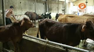 അയ്യപ്പനുവേണ്ടി പാല്‍ ചുരത്തി ഗോശാലയിലെ പൈക്കള്‍ | S