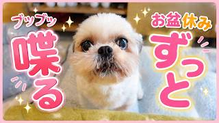 お盆休み。1日中喋りまくっている犬がいます。ずっと文句言って話しかけに来るんですが…