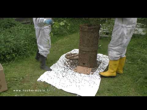 La ruche  Bienenturm - enruchement d'un essaim naturel