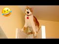 CLASSIC Dog and Cat Videos 🐶 😹 1 HOURS of FUNNY Clips