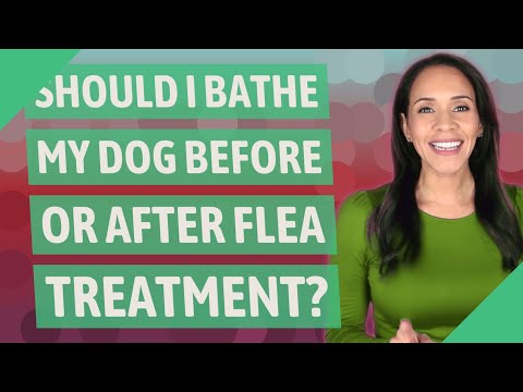 YouTube video about: How often should you wash your dog with fleas?