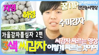 씨감자를 짜르자 / 3색 씨감자 눈따는 방법/ 가을 감자심기 / 수미 하령 자영 감자소개영상 / 가을감자를 …