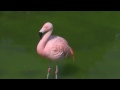 Chilean Flamingo Phoenicopterus Chilensis Chileflamingo