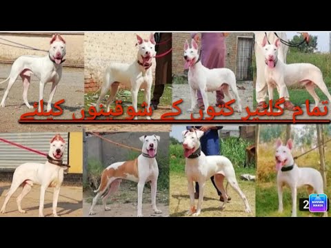 Kohati gultair dogs | All types dogs available | pitbulls dogs | Bully dogs