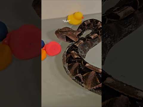 I found a giant viper in my bathtub! #reptiles #venomoussnakes #pets #gaboonviper