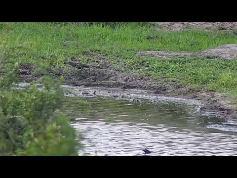 Djuma: Terrapins at shallow end of dam - 16:13 - 11/08/2023