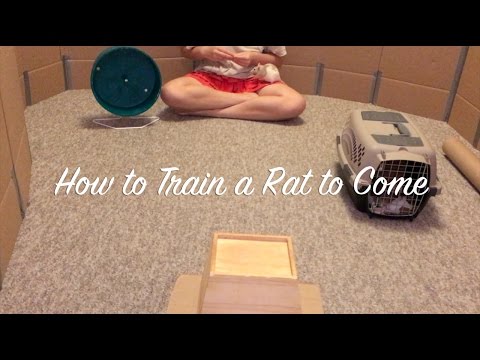 How to Train a Rat to Come
