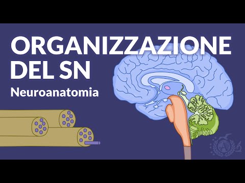 ANATOMIA MACROSCOPICA E FUNZIONALITA' - Organizzazione generali del SN - Neuroanatomia
