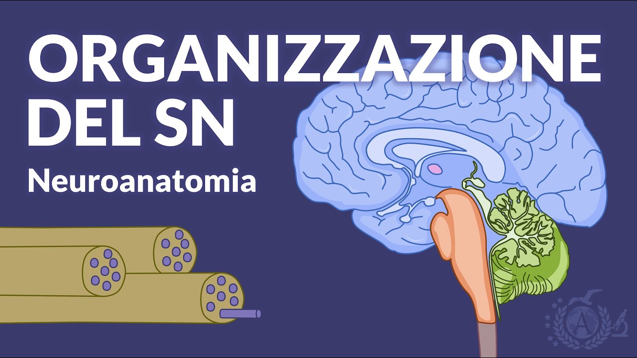 ANATOMIA MACROSCOPICA E FUNZIONALITA' - Organizzazione generali del SN - Neuroanatomia