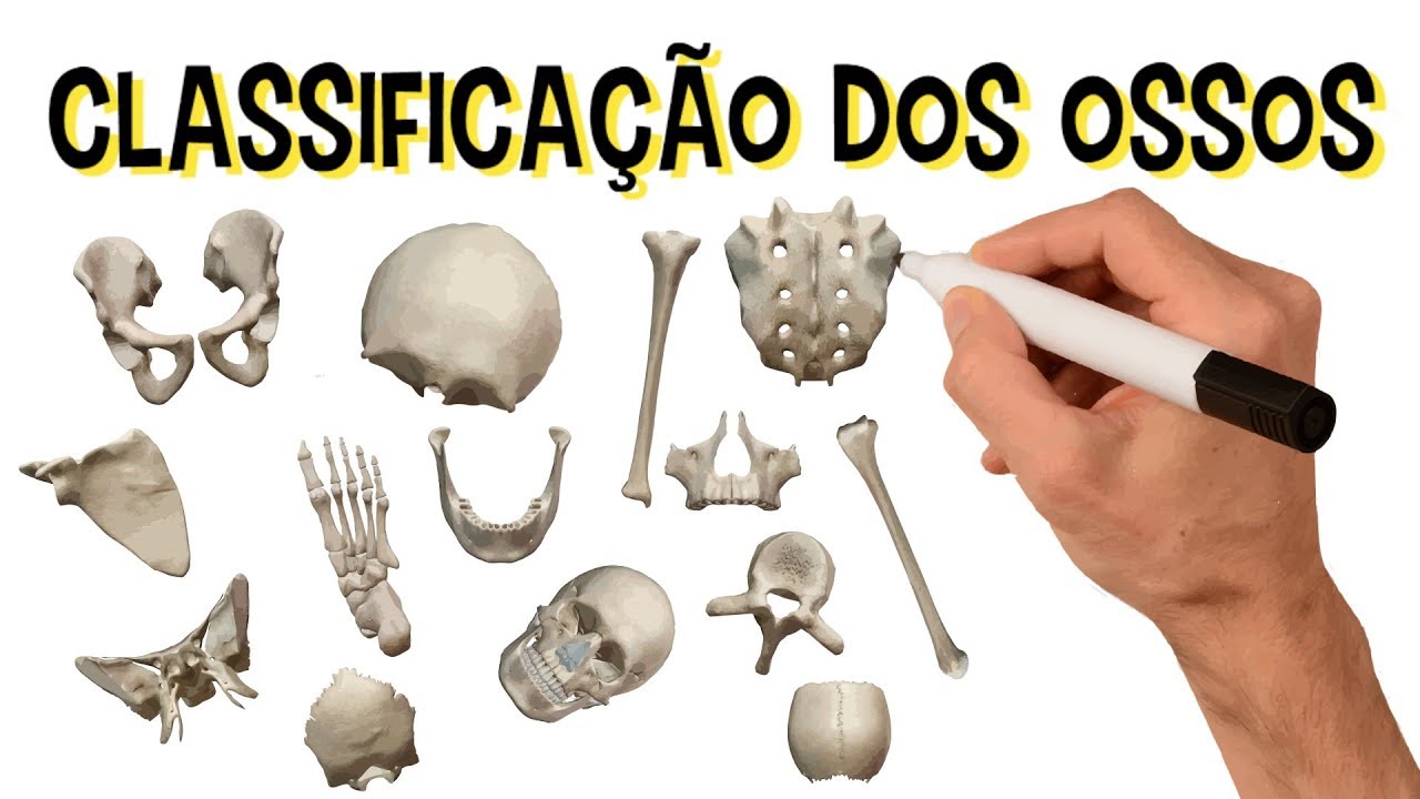 Classificação dos ossos | Longos, curtos, planos, alongados, pneumáticos, sesamoides, suturais