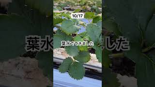 2025.10.17 定植20日 #いちご #農業 #農協
