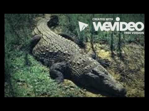 GANDER krokodilo ohe azpian BOOKTRAILERRA