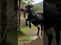 dancing cow #guru #aivideo