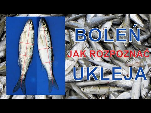 Boleń i ukleja - różnice