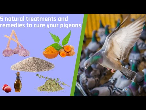 , title : '5 natural treatments and remedies to cure your pigeons - 🇬🇧  ENGLISH VERSION 🇺🇸'