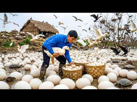 Harvesting 1,000 Large Duck Eggs, Taking Them to Market for Sale – Cooking Simple Meals