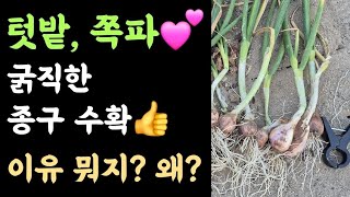 텃밭, 쪽파???? 굵직한 종구 수확???? 이유 뭐지? 왜? 비료 나가이끼 추비?