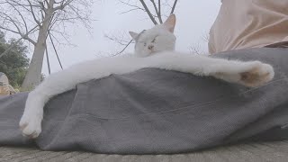 A cat in the park likes to rest on people