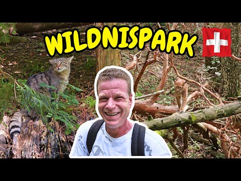 Wanderung im Wildnispark Zürich Langenberg (Luchs, Wildkatze, Elch und Rothirsch)