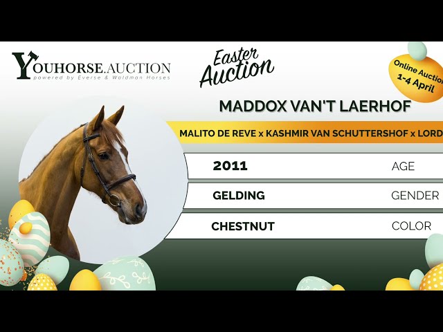 Maddox van 't Laerhof Z
