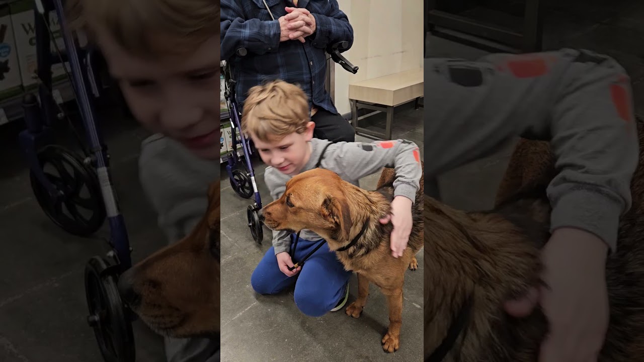 Rygar, a Adoptable mixed breed in Kansas City, MO video 4/5