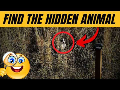 Find the Hidden Animals # 11