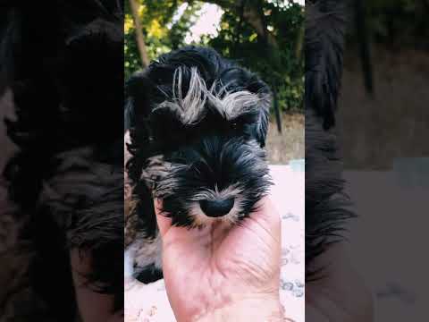 Miniature Schnauzer puppy for sale